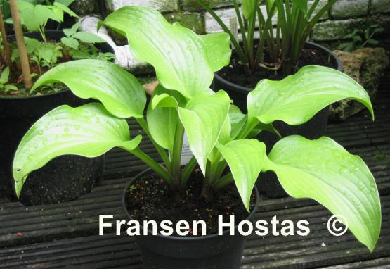 Hosta Grape Fizz